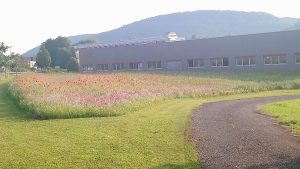 blumenwiese